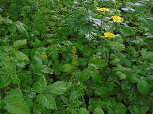 Bureau Schenkeveld project de Haar grote keverorchis