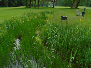 Bureau Schenkeveld project de Haar grote kamsalamander poel