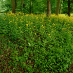 Bureau Schenkeveld project de Haar grote weegbreezonnebloem