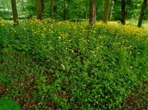 Bureau Schenkeveld project de Haar grote weegbreezonnebloem